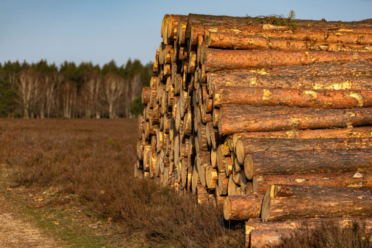 St Re De Bois Quel Est Le Prix L Achat