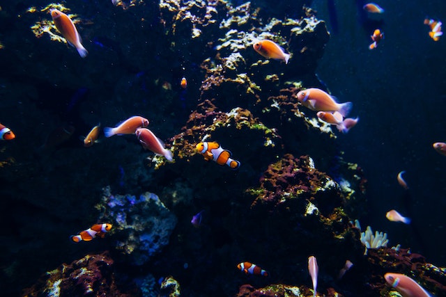 nettoyer aquarium