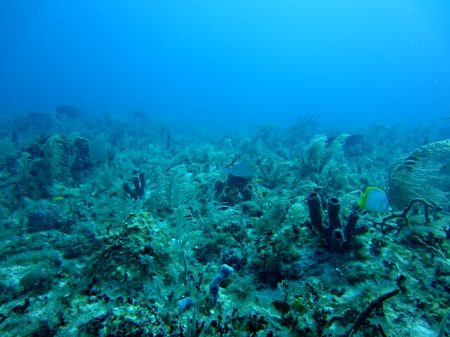 cyanophycées