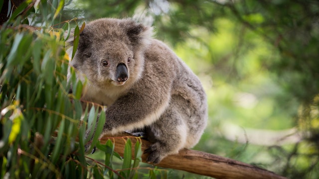 koala endémiques Australie